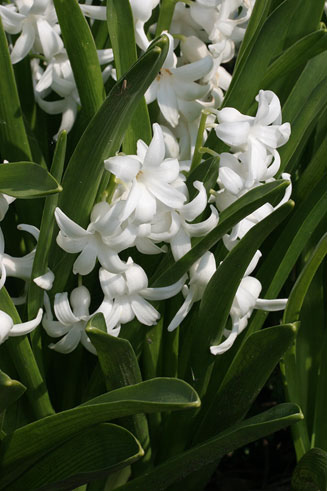 Hyacinthus orientalis (Common hyacinth, Garden hyacinth)