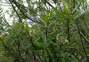 Brachylaena neriifolia