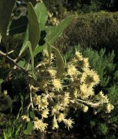 Brachylaena discolor (Coastal silver oak)