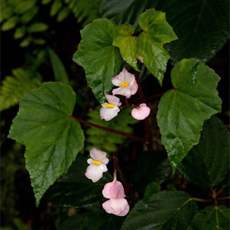 Begonia sonderiana 