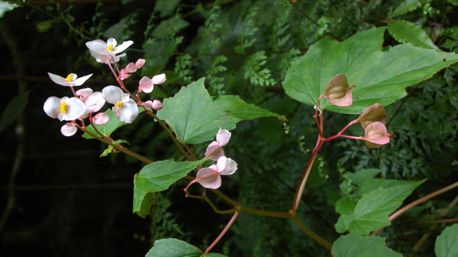 Begonia sonderiana 