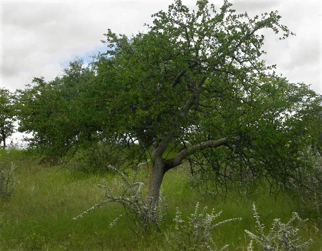 Commiphora glandulosa (Tall common corkwood)