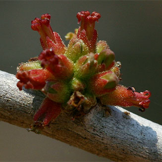 Commiphora glandulosa (Tall common corkwood)