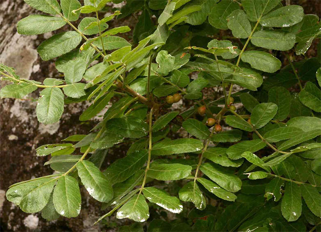 Commiphora marlothii (Paperbark corkwood)