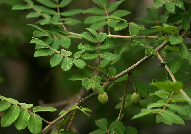 Commiphora mollis (Velvet corkwood)