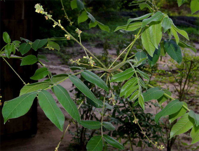 Commiphora zanzibarica (Pongola corkwood)