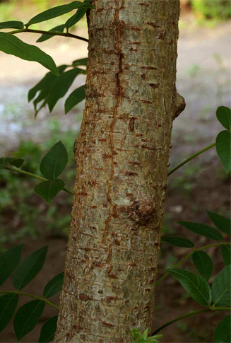 Commiphora zanzibarica (Pongola corkwood)