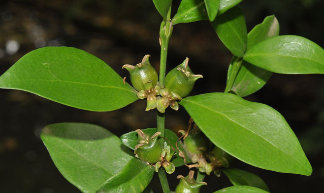 Buxus natalensis