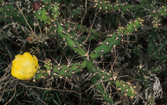 Opuntia aurantiaca (Jointed cactus)