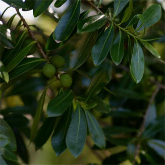 Warburgia salutaris (Pepper-bark tree)
