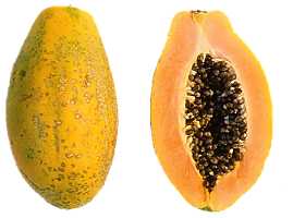 Carica papaya (Pawpaw)