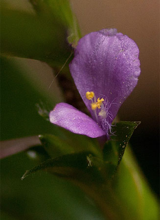 Coleotrype natalensis