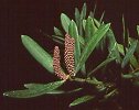Podocarpus latifolius (Real yellowwood)