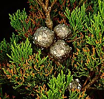 Widdringtonia nodiflora (Mountain Cypress) 