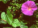 Ipomoea purpurea (Common Morning Glory)