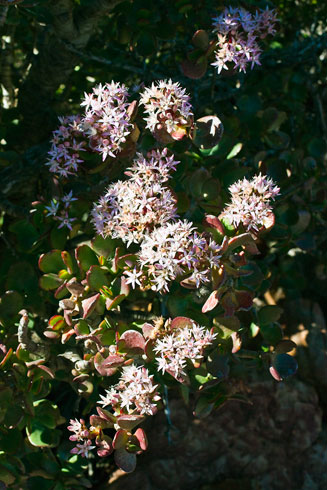 Crassula ovata (Kerky bush)