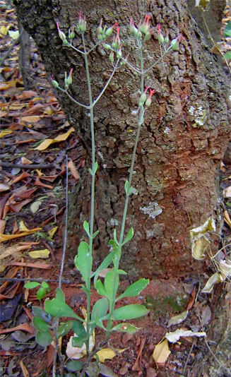 Kalanchoe rotundifolia 
