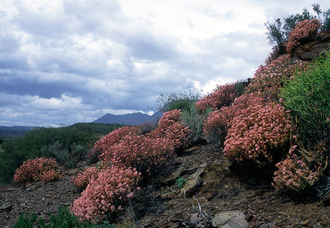 Crassula rupestris (Concertina plant, Sosaties)