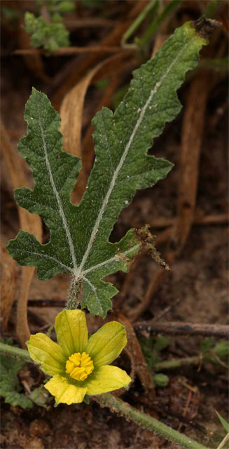 Acanthosicyos naudiniana (Gemsbok cucumber)