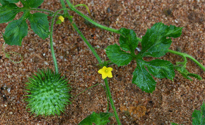Cucumis anguria Gherkin