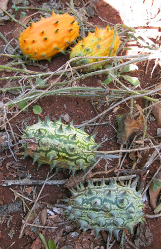 Cucumis metuliferus (Jelly melon, African horned cucumber, Kiwano)