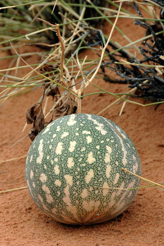 Citrullus lanatus (Watermelon, Tsamma)