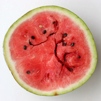 Citrullus lanatus (Watermelon, Tsamma)