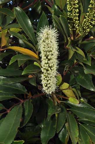 Cunonia capensis (Red alder)
