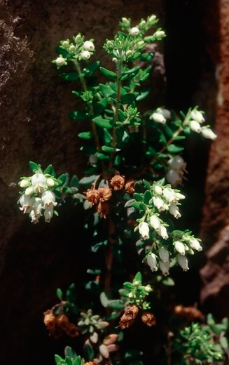 Erica marifolia 