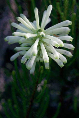 Erica sessiliflora