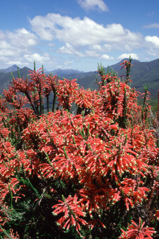 Erica densifolia