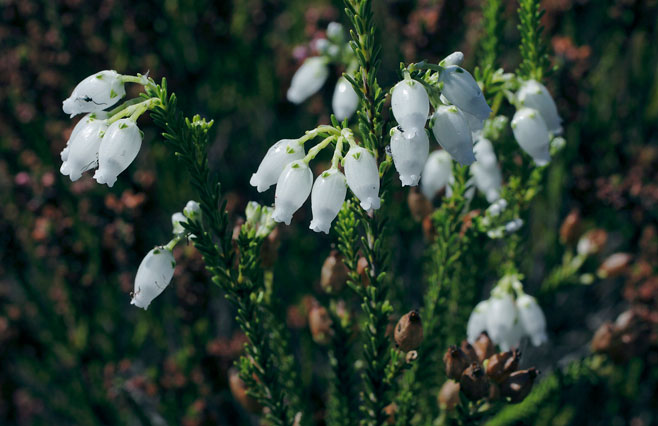 Erica physodes 