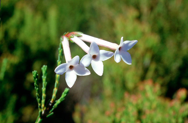 Erica jasminiflora
