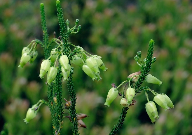 Erica urna-viridis