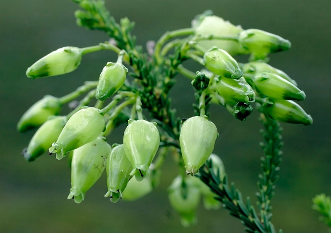 Erica urna-viridis