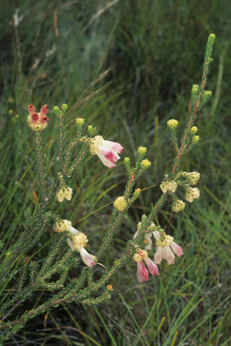 Erica pectinifolia 