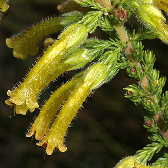 Erica curviflora 