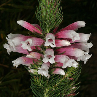 Erica viscaria subsp. longifolia 