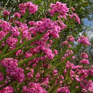 Erica seriphiifolia