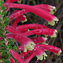Erica densifolia