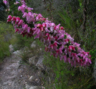 Erica glomiflora 