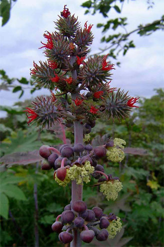 Ricinus communis (Castor oil plant)