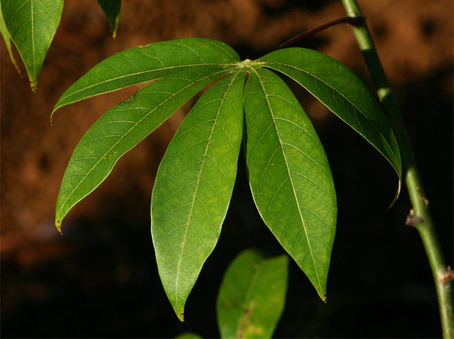 Manihot esculenta (Cassava, Manioc)