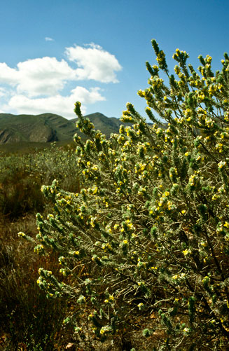 Aspalathus ericifolia  