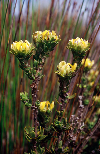 Aspalathus securifolia 
