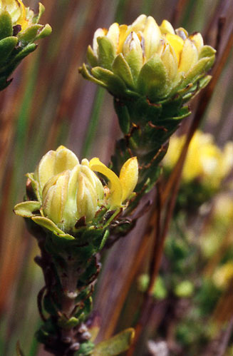 Aspalathus securifolia 