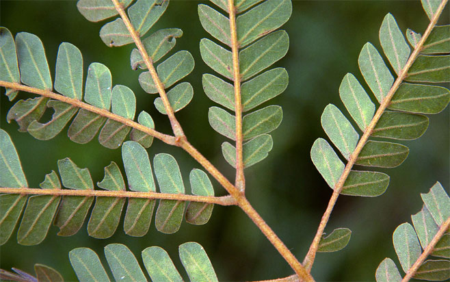 Albizia adianthifolia (Flat-crown albizia)