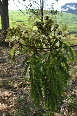 Albizia adianthifolia (Flat-crown albizia)