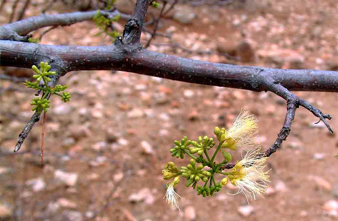 Albizia brevifolia (Mountain false-thorn)