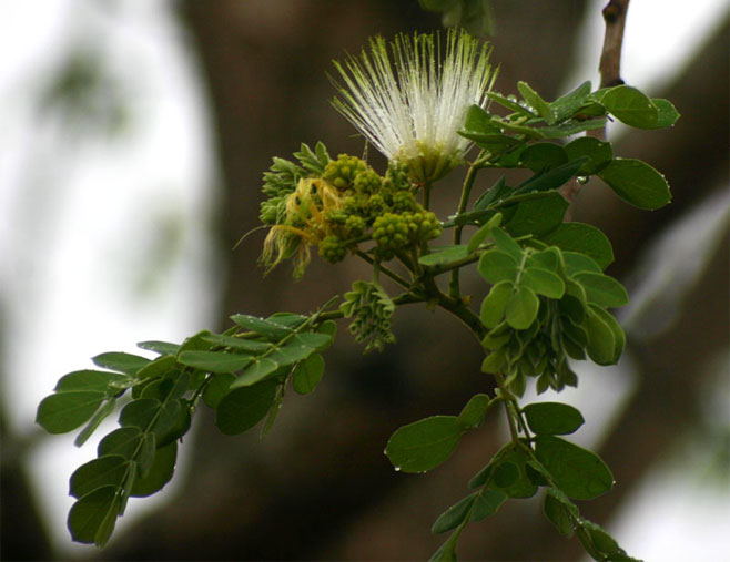 Albizia versicolor (Large-leaved false-thorn)